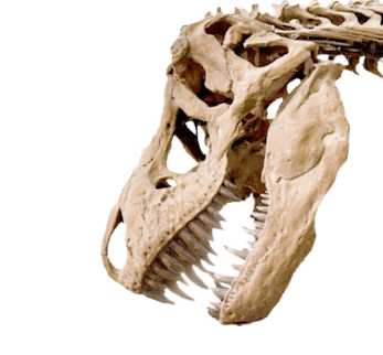 Dinosaur skeleton's head.